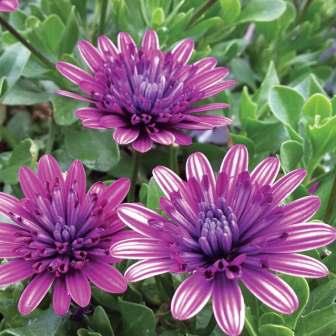 Остеоспермум