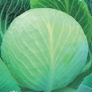 Капуста белокочанная Структура F1 - ООО «Семена Тут»