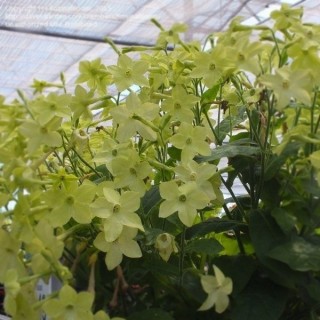 Табак Саратога Лайм [100 драже] - ООО «Семена Тут»