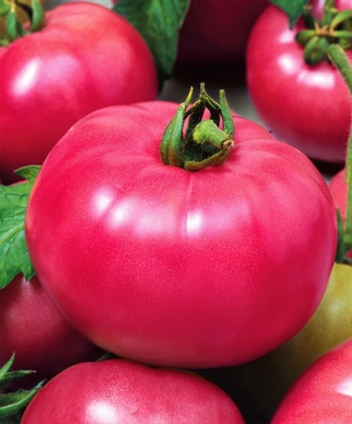 img-1: Томат Роузи (инкруст. семена) - ООО «Семена Тут»