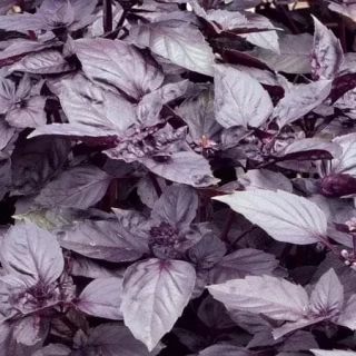 img-0: Базилик овощной Пурпурные звезды - ООО «Семена Тут»