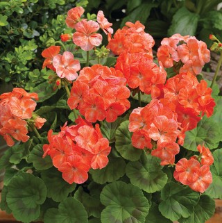 img-1: Пеларгония зональная Пинто Премиум Салмон Сплеш [1000 шт] (инкруст. семена) - ООО «Семена Тут»