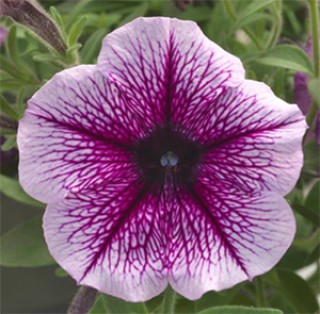 img-0: Петуния ампельная Опера Парпл Вейн [1000 драже] - ООО «Семена Тут»