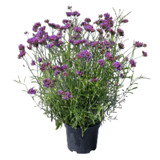 img-0: Вербена бонарская Вэнити [100 шт] - ООО «Семена Тут»