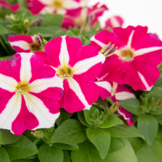 img-0: Петуния мультифлора БУМ Эйч ди Роуз Стар [100 драже] - ООО «Семена Тут»