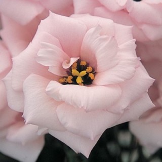 Эустома Арена 1 Лайт Пинк [500 драже] - ООО «Семена Тут»