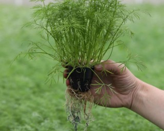 img-2: Укроп Изумруд - ООО «Семена Тут»