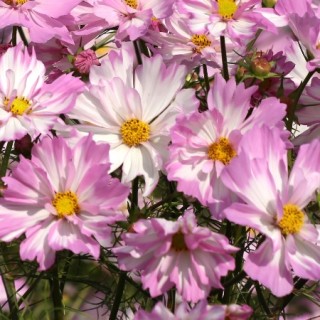 Космея Коллетта Пинк Вайт [1000 шт] - ООО «Семена Тут»