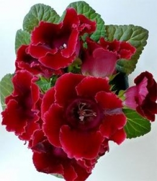 Глоксиния Импресс Ред  [250 драже] - ООО «Семена Тут»