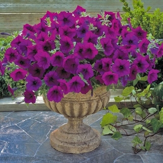 Петуния гибридная Трилоджи Парпл [100 драже] - ООО «Семена Тут»