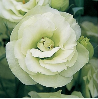 Эустома Арена 3 Грин  [500 драже] - ООО «Семена Тут»