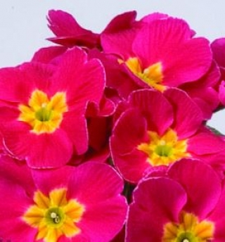 Примула Орион Черри [100 шт] - ООО «Семена Тут»