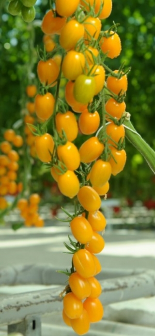 img-1: Томат Кэнди F1 - ООО «Семена Тут»