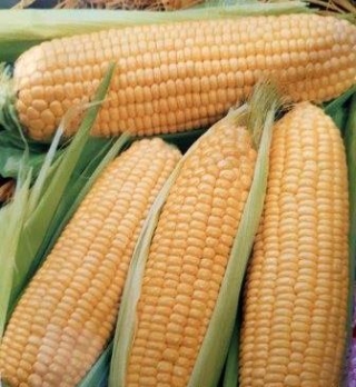 img-0: Кукуруза Лакомка Белогорья - ООО «Семена Тут»