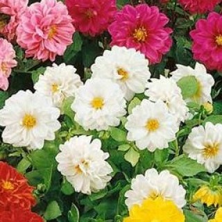 img-1: Георгина Фигаро Вайт [100 шт] - ООО «Семена Тут»