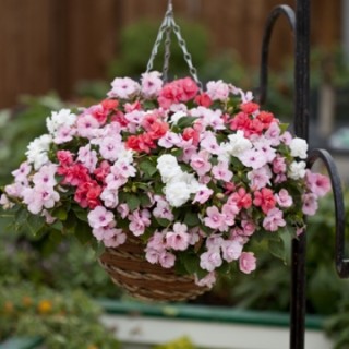 img-1: Бальзамин махровый Афина Микс [1000 шт]* - ООО «Семена Тут»