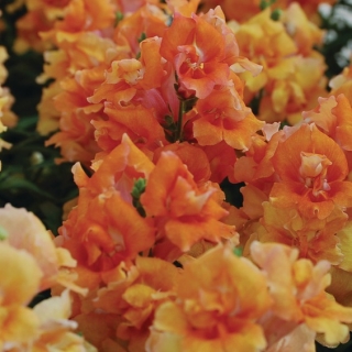 Львиный зев махровый Твинни Бронз Шейдес [250 шт] - ООО «Семена Тут»