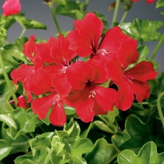 Пеларгония плющелистная Торнадо Ред [1000 шт] (инкруст. семена) - ООО «Семена Тут»