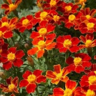 Бархатцы тонколистные Красный самоцвет - ООО «Семена Тут»