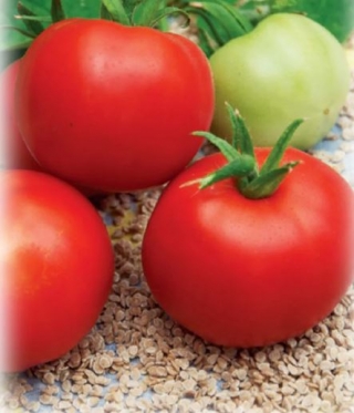 Томат Ляна - ООО «Семена Тут»