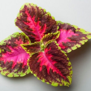 img-0: Колеус Файрвей Роуз [1000 шт]* - ООО «Семена Тут»