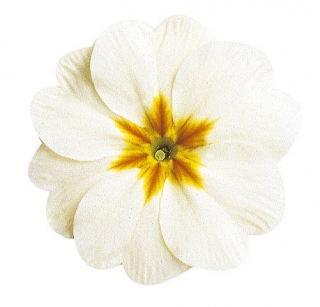 Примула Данова Вайт [100 шт] - ООО «Семена Тут»