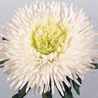 img-1: Астра Бенари Принцесс Вайт [1000 шт] - ООО «Семена Тут»