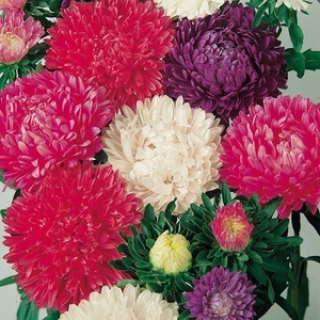 Астра Миледи Смесь окрасок - ООО «Семена Тут»