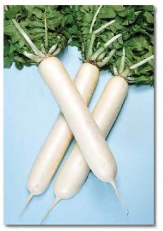 Дайкон Окура Кросс - ООО «Семена Тут»