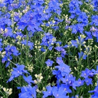 Дельфиниум крупноцветковый Голубая бабочка - ООО «Семена Тут»