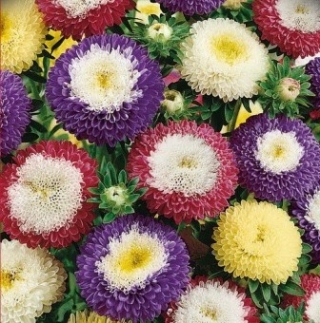 Астра помпонная Суприм микс - ООО «Семена Тут»