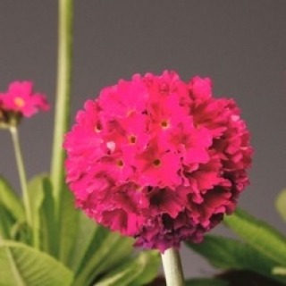 Примула зубчатая Королла Дип Роуз [100 шт] - ООО «Семена Тут»