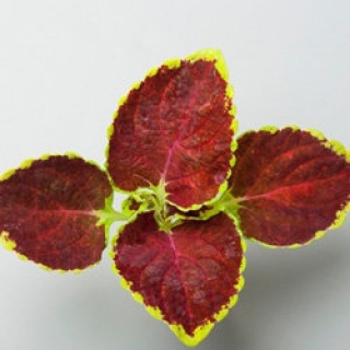 img-0: Колеус Файрвей Руби [1000 шт]* - ООО «Семена Тут»