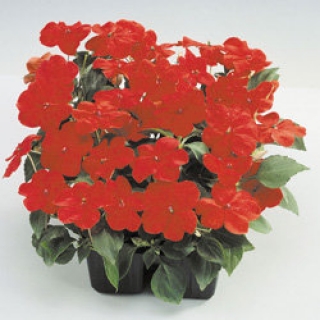 Бальзамин Баланс Ред [50 шт] - ООО «Семена Тут»