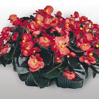 img-1: Бегония вечноцветущая Коктейль Водка [1000 драже] - ООО «Семена Тут»