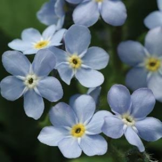 Незабудка Мон Ами Блю [1000 шт] - ООО «Семена Тут»
