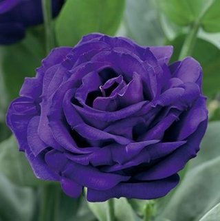 Эустома Арена 3 Парпл  [500 драже] - ООО «Семена Тут»