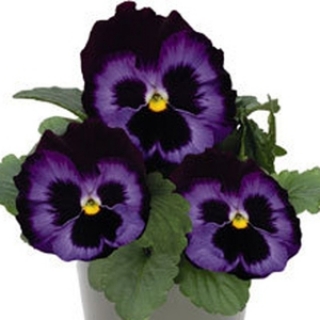 Виола крупноцветковая Инспайер Делюкс Деним [1000 шт] - ООО «Семена Тут»