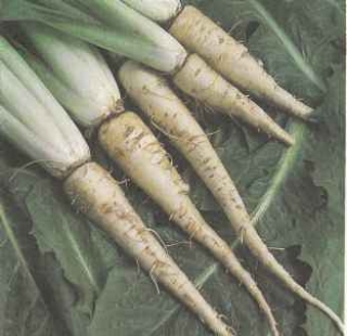 img-1: Цикорий корневой Петровский - ООО «Семена Тут»