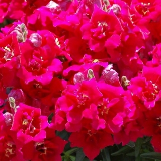 Львиный зев махровый Твинни Виолет [250 шт] - ООО «Семена Тут»