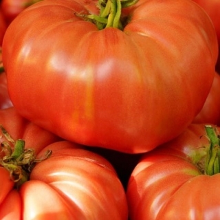 Томат Добрыня Никитич - ООО «Семена Тут»