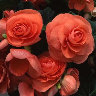 Бегония клубневая Америгибрид Роузформ Салмон [100 драже] - ООО «Семена Тут»