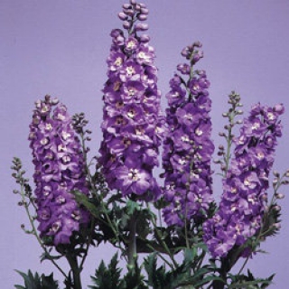 Дельфиниум Мэджик Фонтэйнс Лавендер Вайт Би  [50 шт] - ООО «Семена Тут»