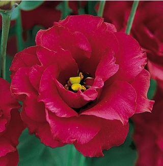 Эустома Арена 3 Ред  [1000 драже] - ООО «Семена Тут»