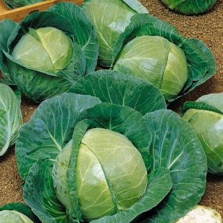 Капуста белокочанная Адаптор F1 - ООО «Семена Тут»