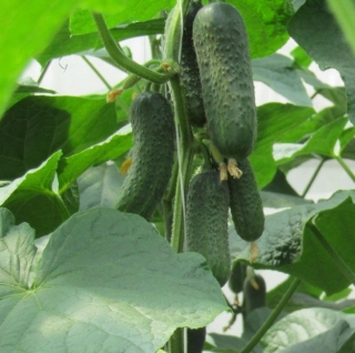 img-0: Огурец Беттина F1 - ООО «Семена Тут»