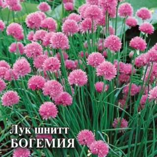 img-1: Лук шнитт Богемия - ООО «Семена Тут»