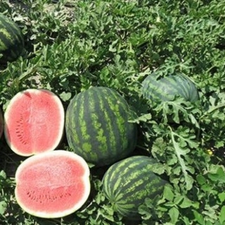 Арбуз Романза F1 - ООО «Семена Тут»