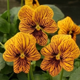 Виола рогатая Тайгер Ай  Еллоу [100 шт] - ООО «Семена Тут»