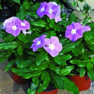 Катарантус Кора Лавендер [1000 шт] - ООО «Семена Тут»